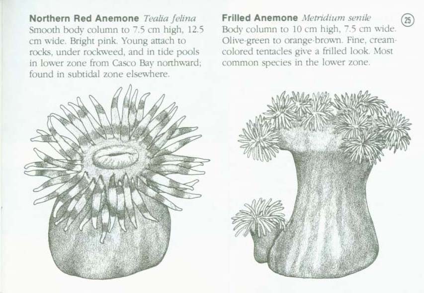 LIFE ON INTERTIDAL ROCKS: a guide to marine life of the rocky North Atlantic coast. nasg5406g